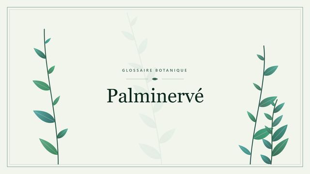 Palminerve : tout comprendre Illustration botanique stylisée du terme « Palminervé » du glossaire
