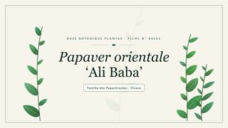 Planche botanique stylisée de Papaver orientale ‘Ali Baba’, famille des Papavéracées