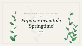 Planche botanique stylisée de Papaver orientale ‘Springtime’