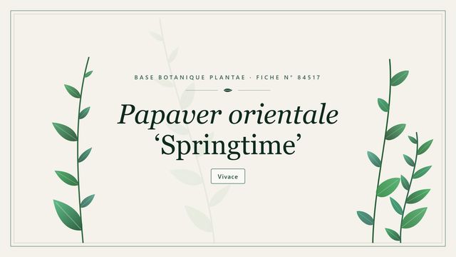Papaver orientale springtime : fiche descriptive et taxonomie Planche botanique stylisée de Papaver orientale ‘Springtime’
