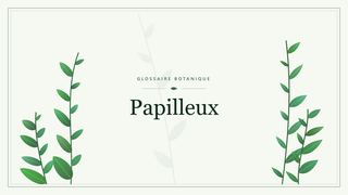 Illustration botanique stylisée du terme « Papilleux » du glossaire