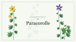 Illustration botanique stylisée du terme « Paracorolle » du glossaire