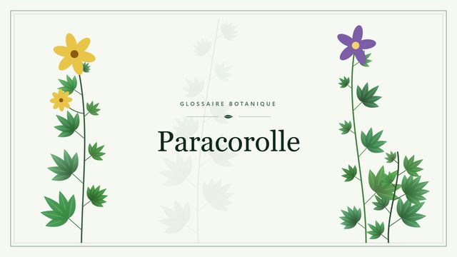 Paracorolle : l'essentiel Illustration botanique stylisée du terme « Paracorolle » du glossaire