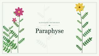 Illustration botanique stylisée du terme « Paraphyse » du glossaire