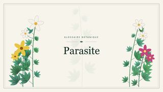 Illustration botanique stylisée du terme « Parasite » du glossaire