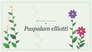 Visuel botanique stylisé consacré à Paspalum elliotti