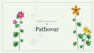 Illustration botanique stylisée du terme « Pathovar » du glossaire