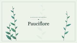 Illustration botanique stylisée du terme « Pauciflore » du glossaire