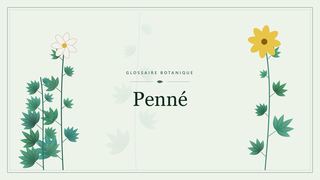 Illustration botanique stylisée du terme « Penné » du glossaire