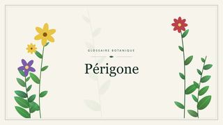 Illustration botanique stylisée du terme « Périgone » du glossaire