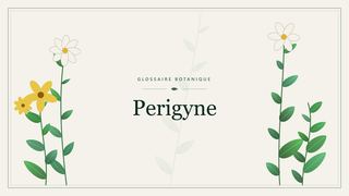 Illustration botanique stylisée du terme « Perigyne » du glossaire