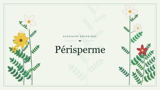 Illustration botanique stylisée du terme « Périsperme » du glossaire