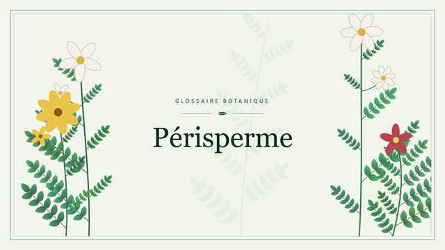 Périsperme : comment s'y retrouver Illustration botanique stylisée du terme « Périsperme » du glossaire