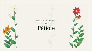 Illustration botanique stylisée du terme « Pétiole » du glossaire
