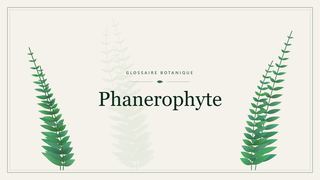 Illustration botanique stylisée du terme « Phanerophyte » du glossaire