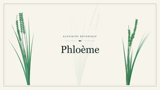 Illustration botanique stylisée du terme « Phloème » du glossaire