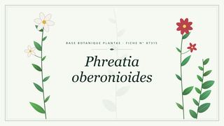 Planche botanique stylisée de Phreatia oberonioides