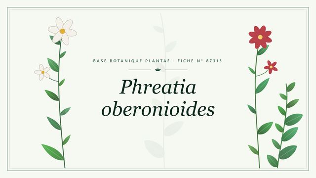 Phreatia oberonioides : fiche descriptive et taxonomie Planche botanique stylisée de Phreatia oberonioides