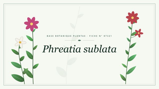 Phreatia sublata : fiche descriptive et taxonomie Planche botanique stylisée de Phreatia sublata