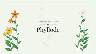 Illustration botanique stylisée du terme « Phyllode » du glossaire