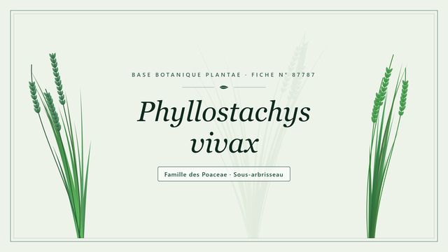 Phyllostachys vivax : l'essentiel Planche botanique stylisée de Phyllostachys vivax, famille des Poaceae