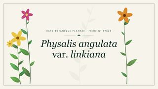 Planche botanique stylisée de Physalis angulata var. linkiana