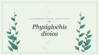 Planche botanique stylisée de Physiglochis dioica