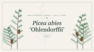 Planche botanique stylisée de Picea abies ‘Ohlendorffii’