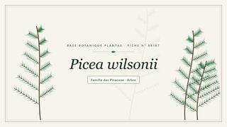 Planche botanique stylisée de Picea wilsonii, famille des Pinaceae