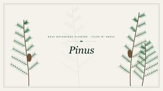 Planche botanique stylisée de Pinus