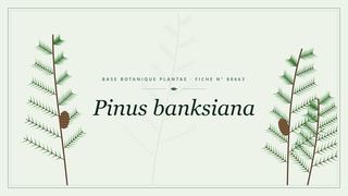 Planche botanique stylisée de Pinus banksiana