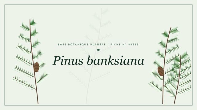Pinus banksiana : fiche descriptive et taxonomie Planche botanique stylisée de Pinus banksiana