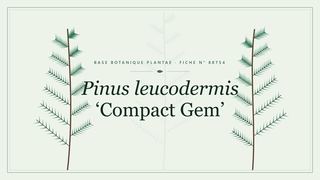 Planche botanique stylisée de Pinus leucodermis ‘Compact Gem’