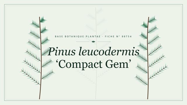 Pinus leucodermis compact gem : fiche descriptive et taxonomie Planche botanique stylisée de Pinus leucodermis ‘Compact Gem’