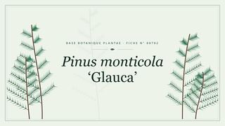 Planche botanique stylisée de Pinus monticola ‘Glauca’