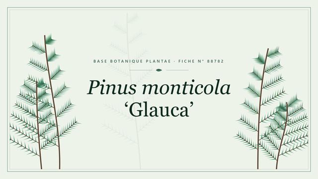 Pinus monticola glauca : fiche descriptive et taxonomie Planche botanique stylisée de Pinus monticola ‘Glauca’