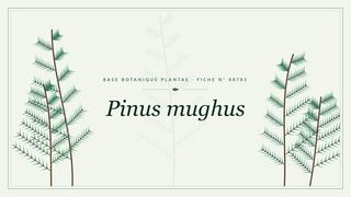 Planche botanique stylisée de Pinus mughus