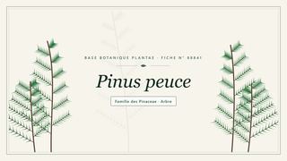 Planche botanique stylisée de Pinus peuce, famille des Pinaceae