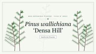 Planche botanique stylisée de Pinus wallichiana ‘Densa Hill’, famille des Pinacées