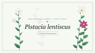 Planche botanique stylisée de Pistacia lentiscus, famille des Anacardiaceae