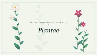 Planche botanique stylisée de Plantae