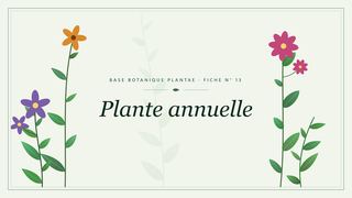 Planche botanique stylisée de Plante annuelle