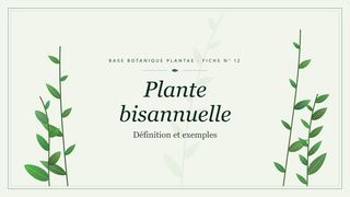 Planche botanique stylisée de Plante bisannuelle (Définition et exemples)