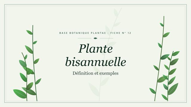 12 plante bisannuelle : notre analyse Planche botanique stylisée de Plante bisannuelle (Définition et exemples)