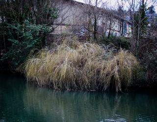 Plante invasive, la définition et ses trois critères