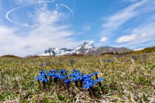 Plantes protégées et cueillette en France, que dit la loi ?