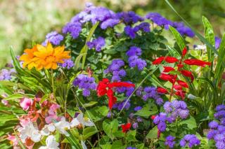 Plantes vivaces : définition, choix et entretien au jardin