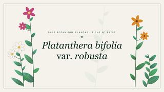 Planche botanique stylisée de Platanthera bifolia var. robusta