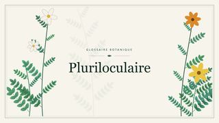 Illustration botanique stylisée du terme « Pluriloculaire » du glossaire