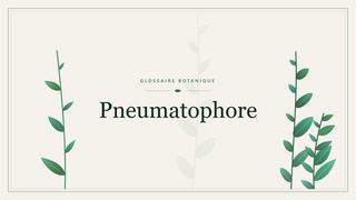 Illustration botanique stylisée du terme « Pneumatophore » du glossaire